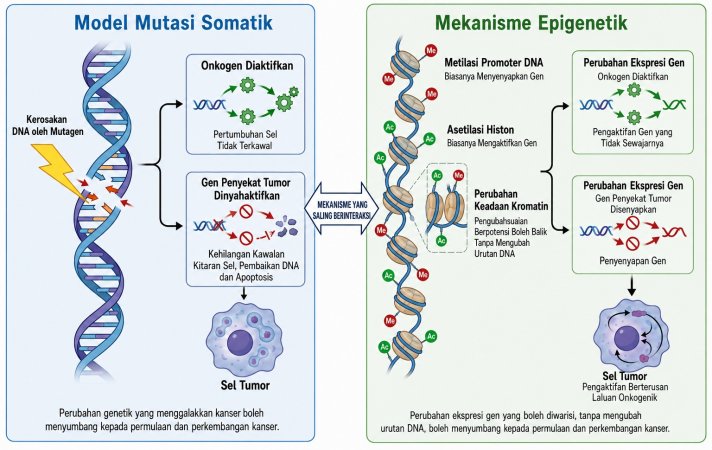 Bagaimana Kanser Terbentuk: Sudut Pandang Genetik, Epigenetik Dan Persekitaran Sel
