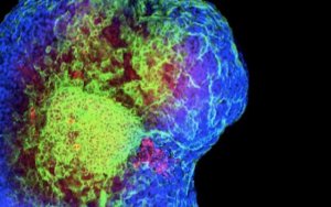 USM Scientist Created Important Cells That Help The Heart To Develop As Published In Nature Communications