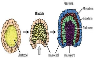 Neurotoksin: Ancaman Buat Ibu Hamil