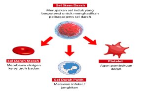 Pendermaan Sel STEM Darah: Antara Mitos Dan Realiti