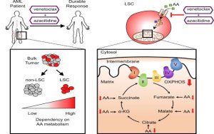 Venetoclax Merencat Phosphorilasi Oksidatif Dan Menghapus Sel STEM Leukemia Myeloid Akut