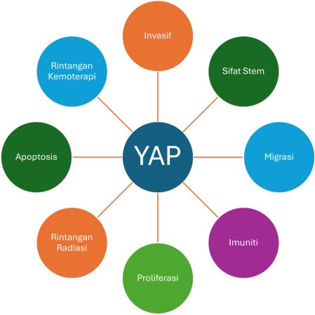 Yes-Associated Protein (YAP): Sasaran Terapeutik Untuk Kanser Esofagus