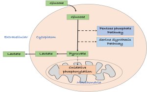 Glycolysis and Cancer