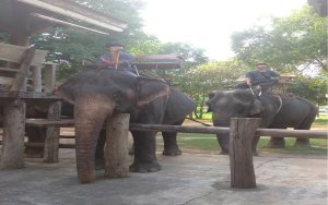 Taaweechai Elephant Camp, Kanchanaburi, Thailand