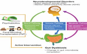 Innovations & Developments In Paediatric Nutritional Psychiatry: An Inspirational PHD Journey Exploring Novel Therapeutic Avenues For ADHD ((PHD Candidate In AMDI/ Nutritional Psychiatry)